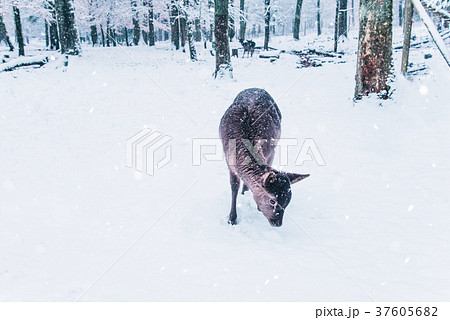 Winter wildlife landscape with young deer. 37605682