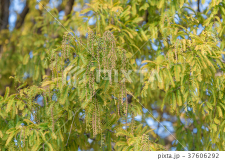 メタセコイアの花の写真素材
