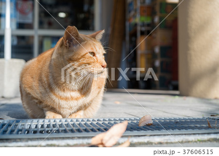 日向ぼっこをする猫 日向ぼっこをする猫 37606515
