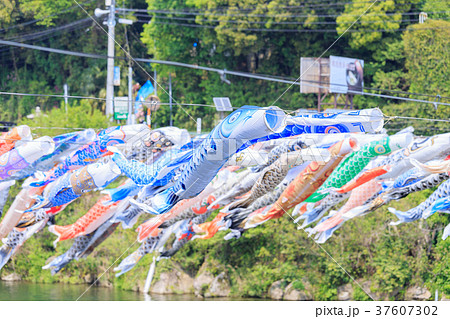 端午の節句　川を泳ぐ鯉のぼり　佐賀川上峡 37607302