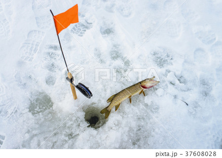 Just caught pike by tip-up tackle , snow winter Just caught pike by tip-up tackle , snow winter 37608028