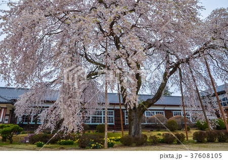 信州の風景 杵原学校の枝垂桜 長野県飯田市 信州の風景 杵原学校の枝垂桜 長野県飯田市 37608105