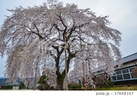 信州の風景 杵原学校の枝垂桜 長野県飯田市 信州の風景 杵原学校の枝垂桜 長野県飯田市 37608107