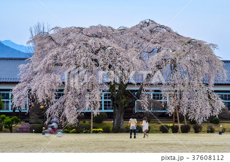 信州の風景 杵原学校の枝垂桜 長野県飯田市 信州の風景 杵原学校の枝垂桜 長野県飯田市 37608112