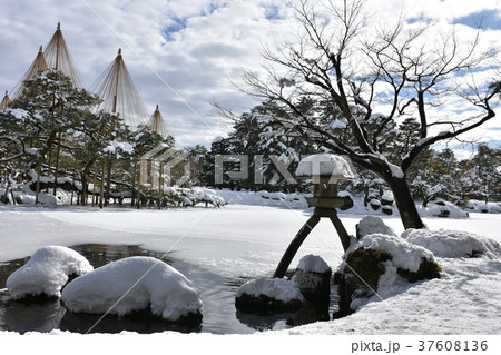 特別名勝　兼六園　冬のことじ灯篭と雪吊り 37608136