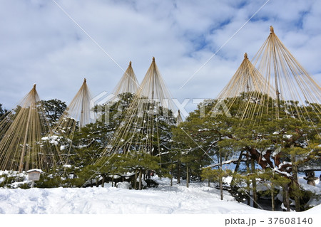 特別名勝　兼六園　冬の雪吊り 37608140