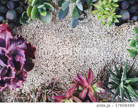 Succulents Plants Minimal floral background  37608499