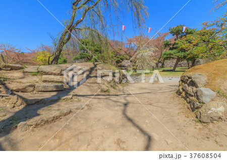春の懐古園の風景 春の懐古園の風景 37608504