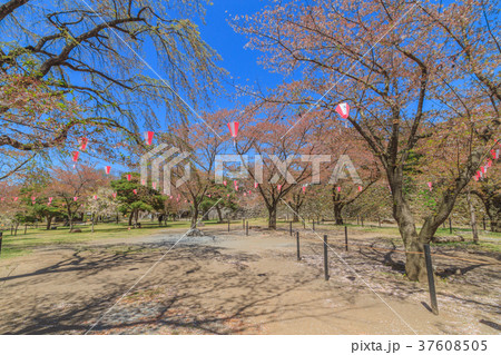 春の懐古園の風景 37608505