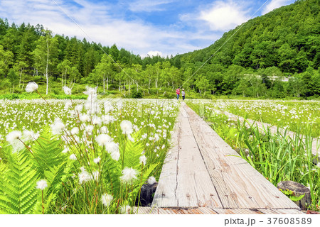 わたすげ咲く田ノ原湿原の写真素材