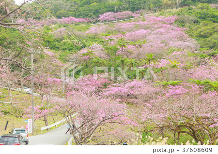 桜 八重岳　寒緋桜 37608609