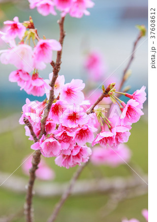 八重岳　本部町　桜  37608612