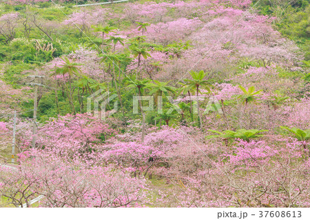 シダ植物 八重岳 本部町 桜 の写真素材