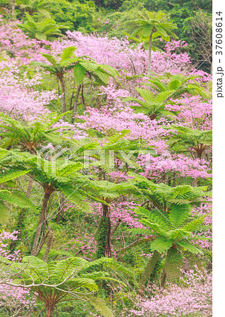 シダ植物 八重岳 本部町 桜 の写真素材