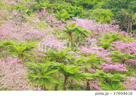シダ植物 八重岳 本部町 桜 の写真素材