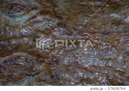 Crocodile leather 37608764