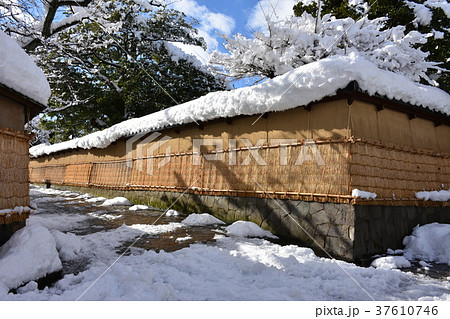 長町武家屋敷跡　土塀　こも掛けの雪景色　金沢 37610746