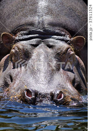 カバの入水 37611524