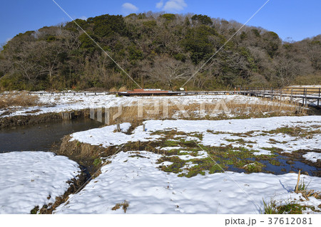 小網代の森、雪の朝 小網代の森、雪の朝 37612081