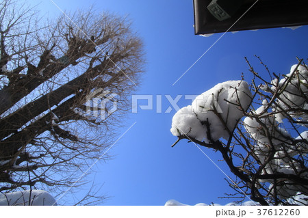 春を待つ梅の木 37612260