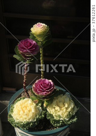 葉牡丹　絵になる風景 37612261