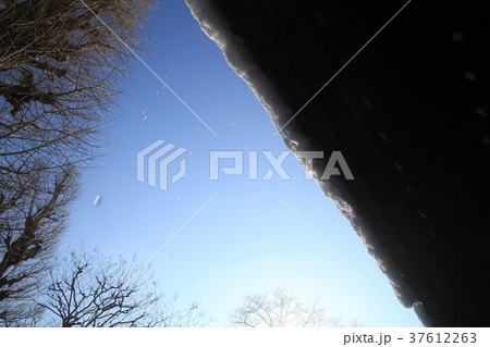 雪のしずく 37612263