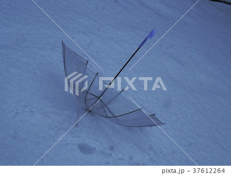 雪の日に遊ぶ傘 雪の日に遊ぶ傘 37612264