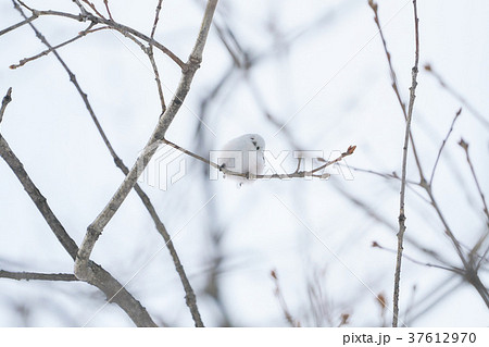 冬のシマエナガ 37612970