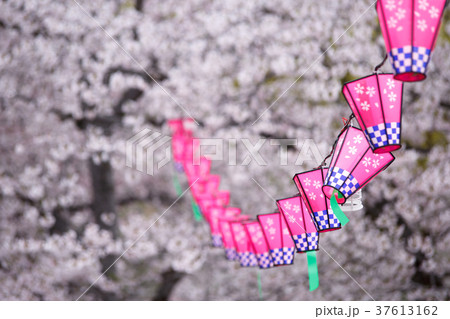 桜とランタン 桜とランタン 37613162