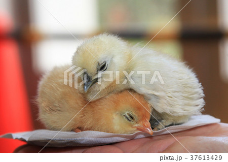 ねむたいヒヨコ 37613429