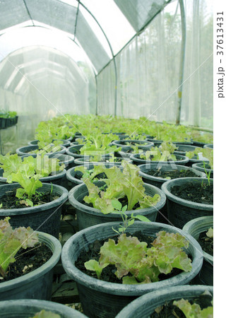 salad vegetable farm 37613431