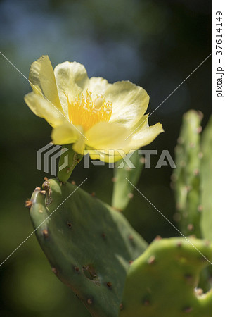 ウチワサボテンの花 37614149