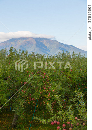 岩木山 りんご畑 岩木山 りんご畑 37616605