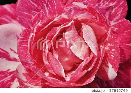 バラ、薔薇、花 37616749