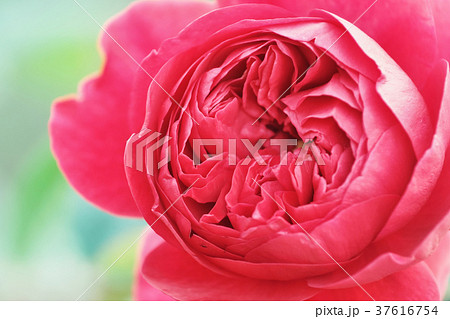 バラ、薔薇、花 37616754