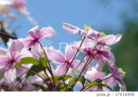青空とモンタナの花 青空とモンタナの花 37616806