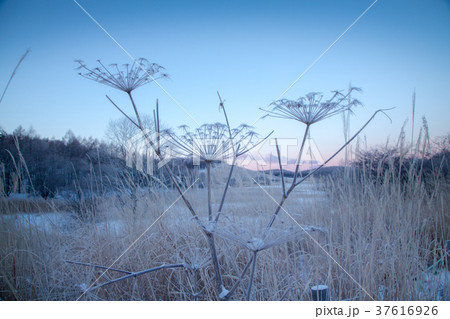 霧ケ峰高原霧氷 霧ケ峰高原霧氷 37616926