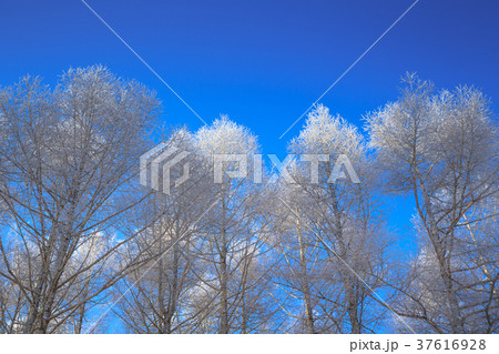 霧ケ峰高原霧氷 37616928