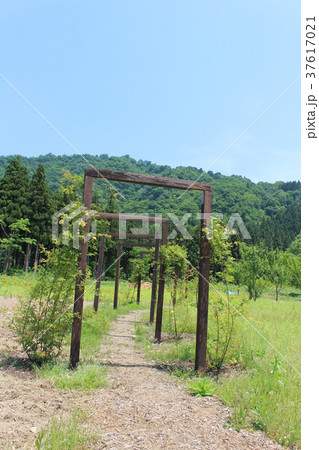 春の八海山山麓（フラワーガーデン） 37617021