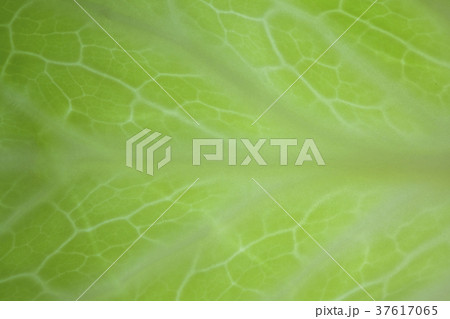 Green cabbage Leaf Green cabbage Leaf 37617065