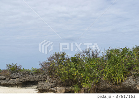 川平タバガーの海岸風景(石垣島) 川平タバガーの海岸風景(石垣島) 37617163