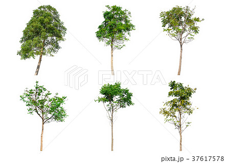 Tree collection set isolated on white background. 37617578