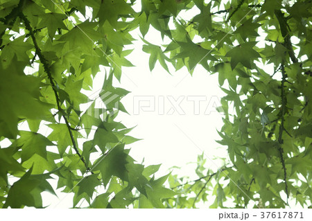 深緑とスペース 37617871