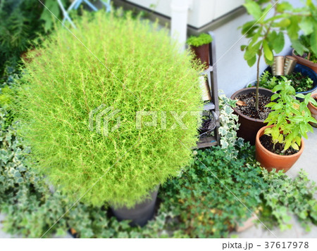 コキアの鉢植えのある庭の写真素材