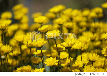 クリサンセマム・ムルチコーレ 37618064