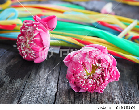 Petal Pink Lotus For Pray 37618134