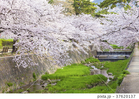 満開の桜、兵庫県西宮市夙川公園にて 37620137