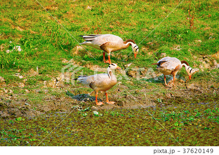 Bar headed geese, Anser indicus, Kaziranga Bar headed geese, Anser indicus, Kaziranga 37620149