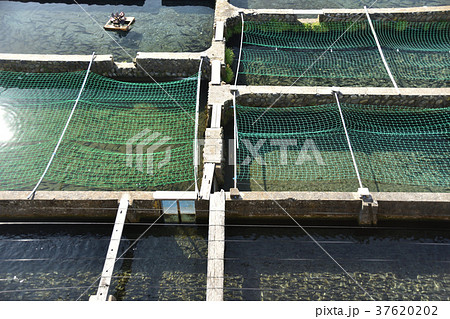 川魚養殖場の写真素材 3762