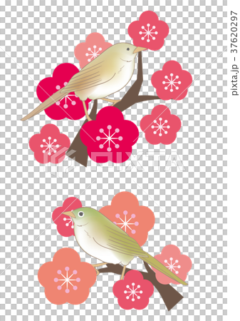 Ume和Uguisu和白眼 Ume和Uguisu和白眼 37620297